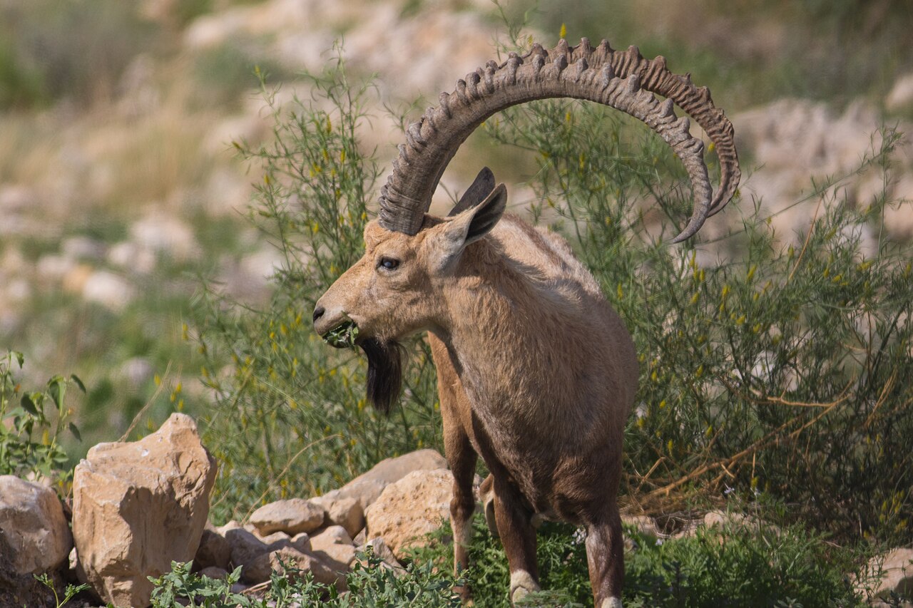 Nubian ibex (Capra nubiana)