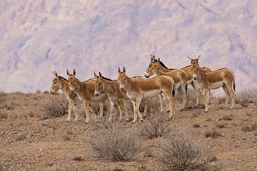 Onager (Equus hemionus)