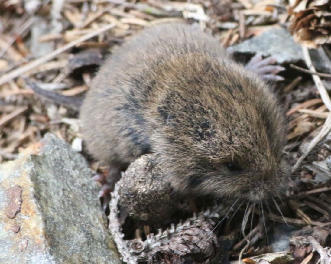 Ondergrondse woelmuis, kop van dichtbij: stompe snuit, kraaloogje van nauwelijks een millimeter of twee en oren die geheel in de lange vacht wegvallen