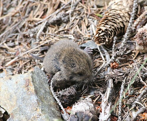 Ondergrondse woelmuis (Microtus subterraneus)