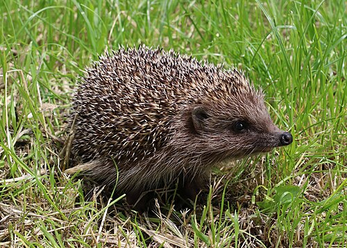 Oost-Europese egel (Erinaceus roumanicus)