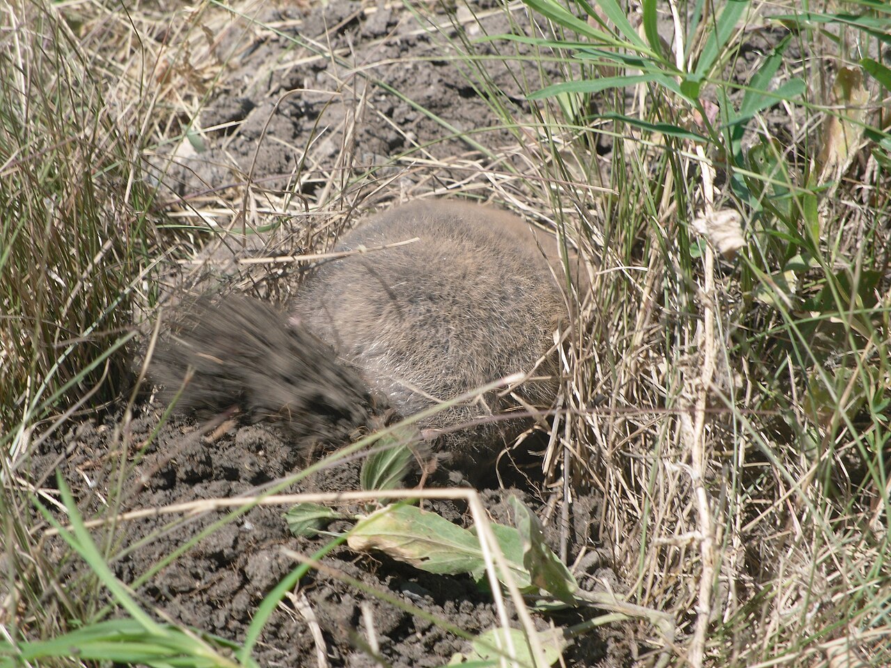 Spalax microphthalmus, un montículo en formación, provincia de sarátov, junio de 2023: un animal sorprendido en superficie vuelve a enterrarse de inmediato y empuja hacia atrás con la cabeza y el tercio anterior la tierra suelta y de terrón grueso; la masa oscura y desmenuzada que lo rodea es exactamente lo que después se encuentra en la hierba como montículo. la atribución se apoya en el lugar: en la estepa del volga de sarátov esta es la rata topo