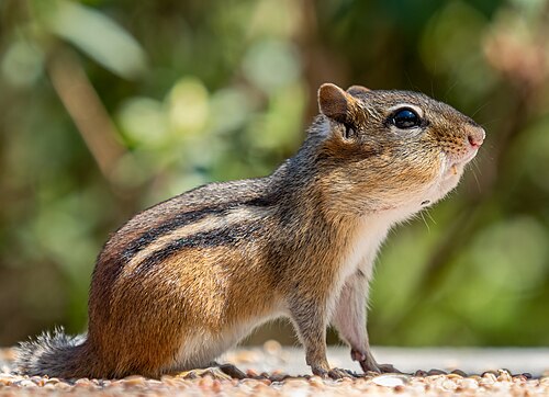 Oostelijke wangzakeekhoorn (Tamias striatus)
