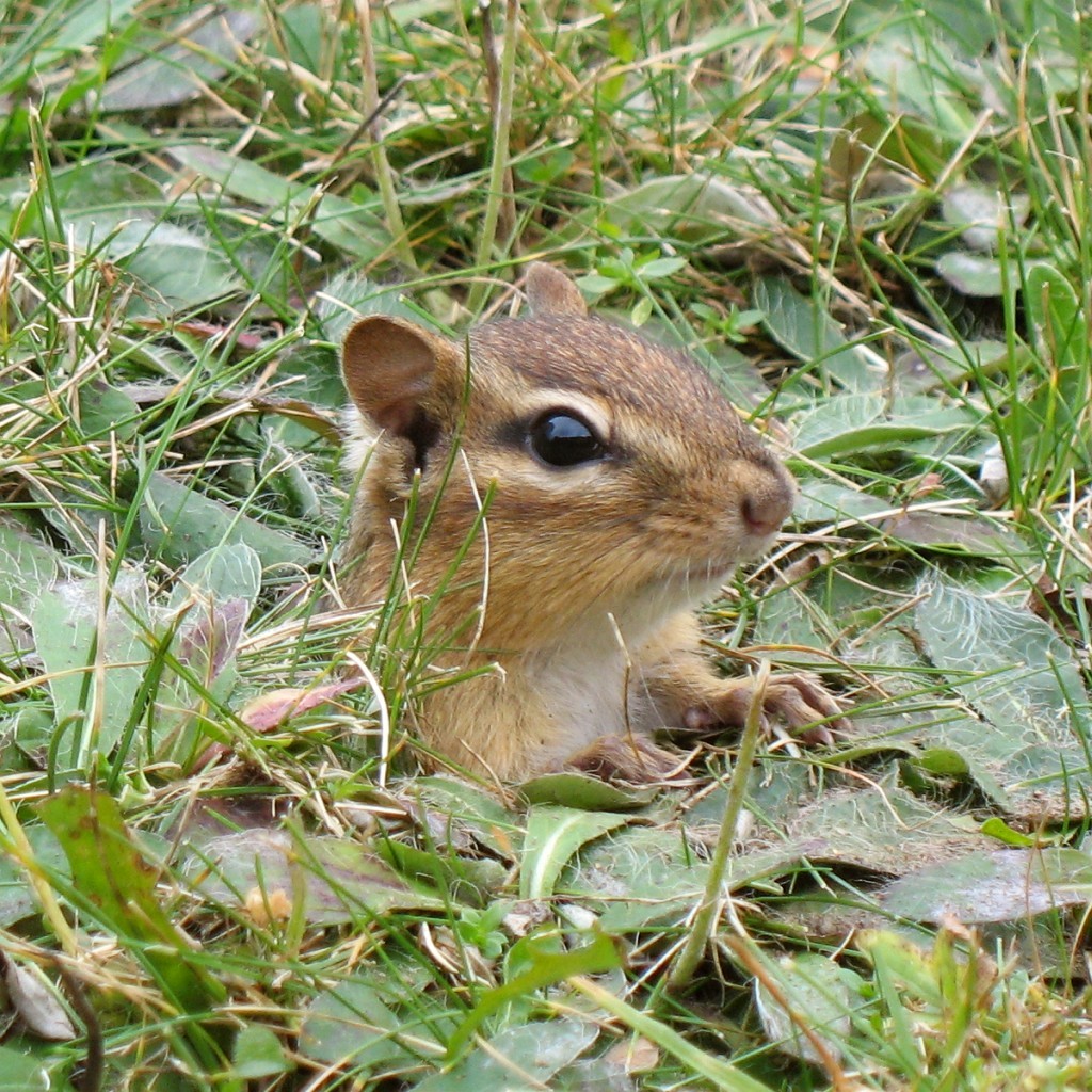 Tamias striatus, boca de galería en un césped de quebec, con el animal asomado: un agujero redondo de pocos centímetros sin montón de tierra delante — la tierra se retira en los abazones, de modo que el tubo queda casi invisible