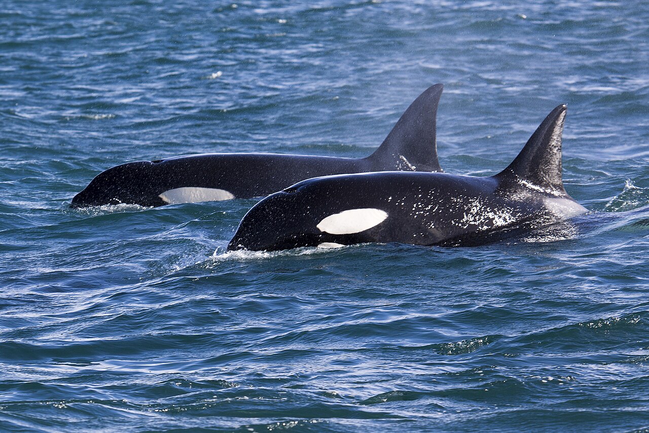Orca, dos orcas frente a islandia, en marzo de 2013: la mancha ocular blanca, la cabeza cónica y la silla gris detrás de la aleta