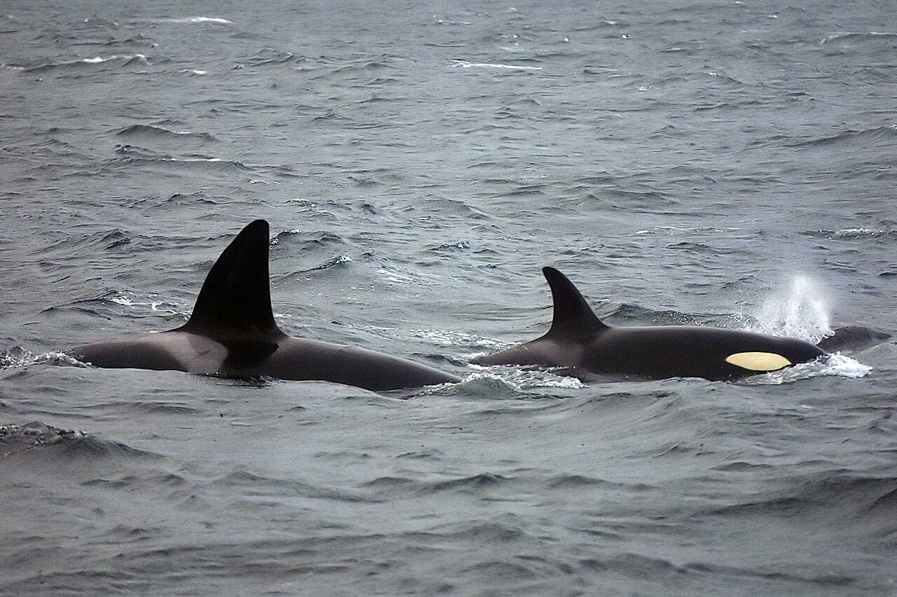 Orca (Orcinus orca)