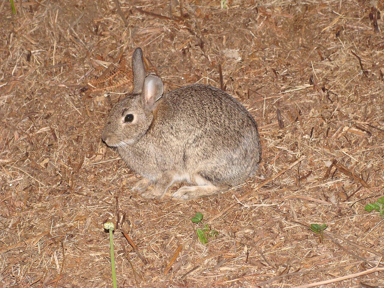 Oryctolagus algirus, sobre la pinocha bajo los pinos costeros de las islas cíes, galicia