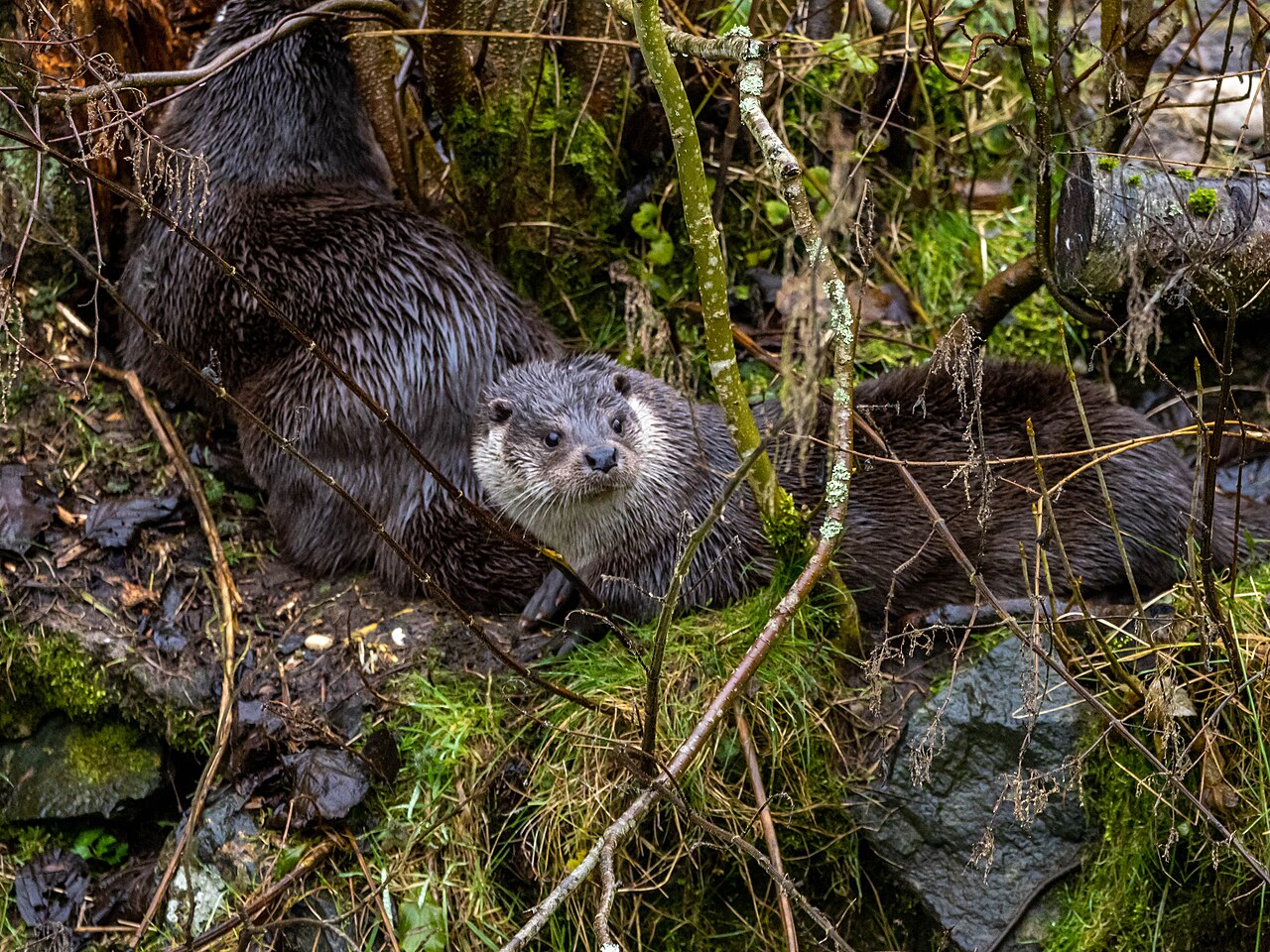 Otter, kop van dichtbij: breed en plat, met kleine ronde oren, lange snorharen en een lichte keel