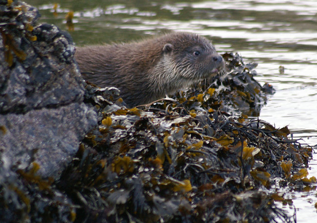 Otter, jong op het wier van de kust van unst, shetland — nog een slechte zwemmer, bij een van zijn eerste tochten buiten het hol