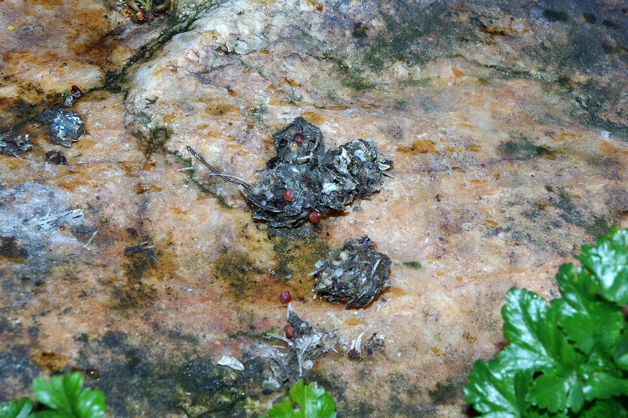 Otter, spraint op een steen aan het water, zwartgroen en vol visgraatjes en schubben — het geurmerk waarmee de otter zijn traject aftekent (pozanco, ávila)