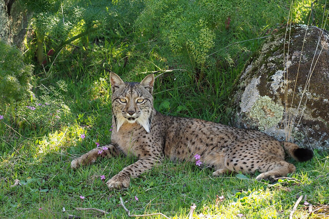 Pardellynx (Lynx pardinus)