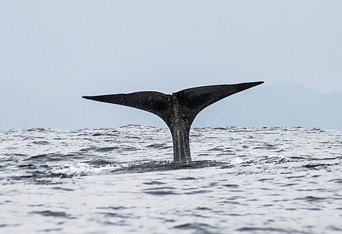 Potvis (Physeter macrocephalus)