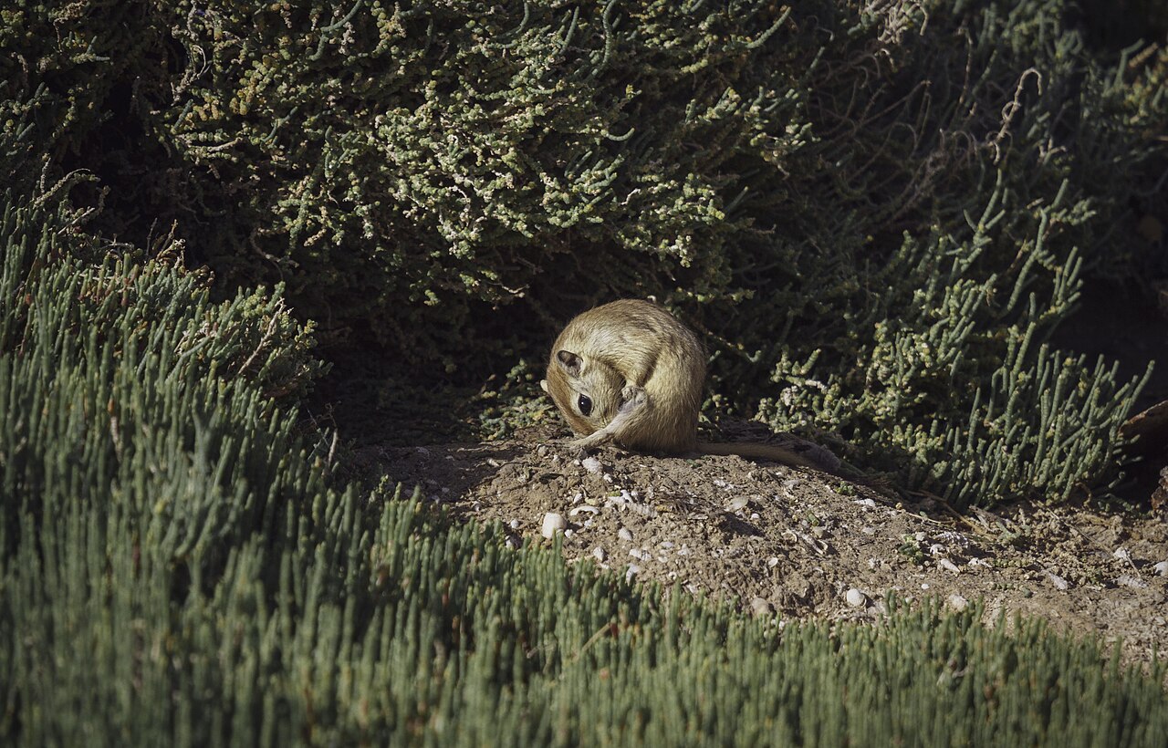 Fat sand rat, grooming on the spoil heap of its burrow, in the middle of the succulent glasswort-like halophytes of a coastal sebkha at oued maltine, tunisia — the habitat on which it wholly depends