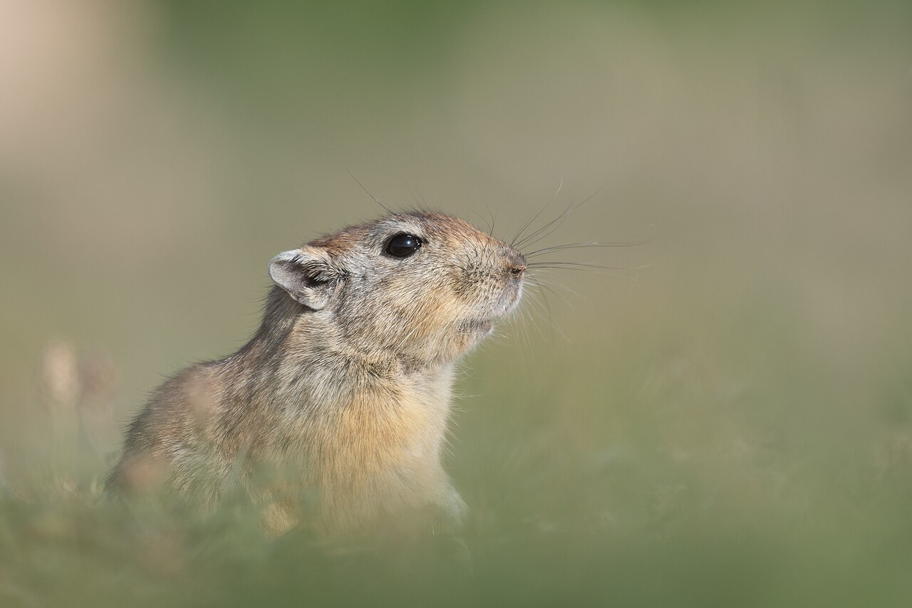 Fat sand rat, head close up at boughrara, tunisia: the small, short-haired ears, the blunt broad muzzle, the large dark eye and the long whiskers — the face of a gerbilline that has no need to hear what moves at night