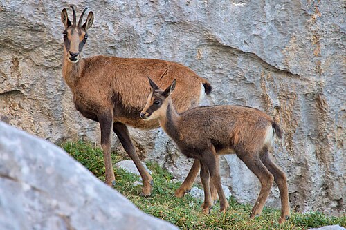 Pyrenese gems (Rupicapra pyrenaica)