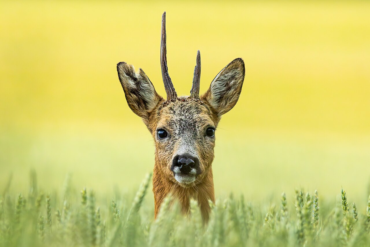 Roe Deer, head of a buck above the corn: black nose with white patches at the sides, white chin, and pearled antler beams