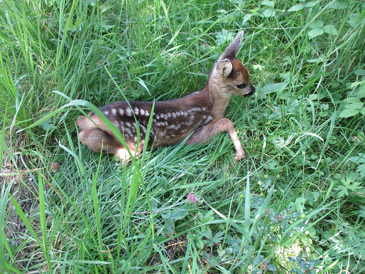 Roe Deer, fawn a few weeks old, pressed down in the grass at the wood's edge; the rows of white spots fade within the first months