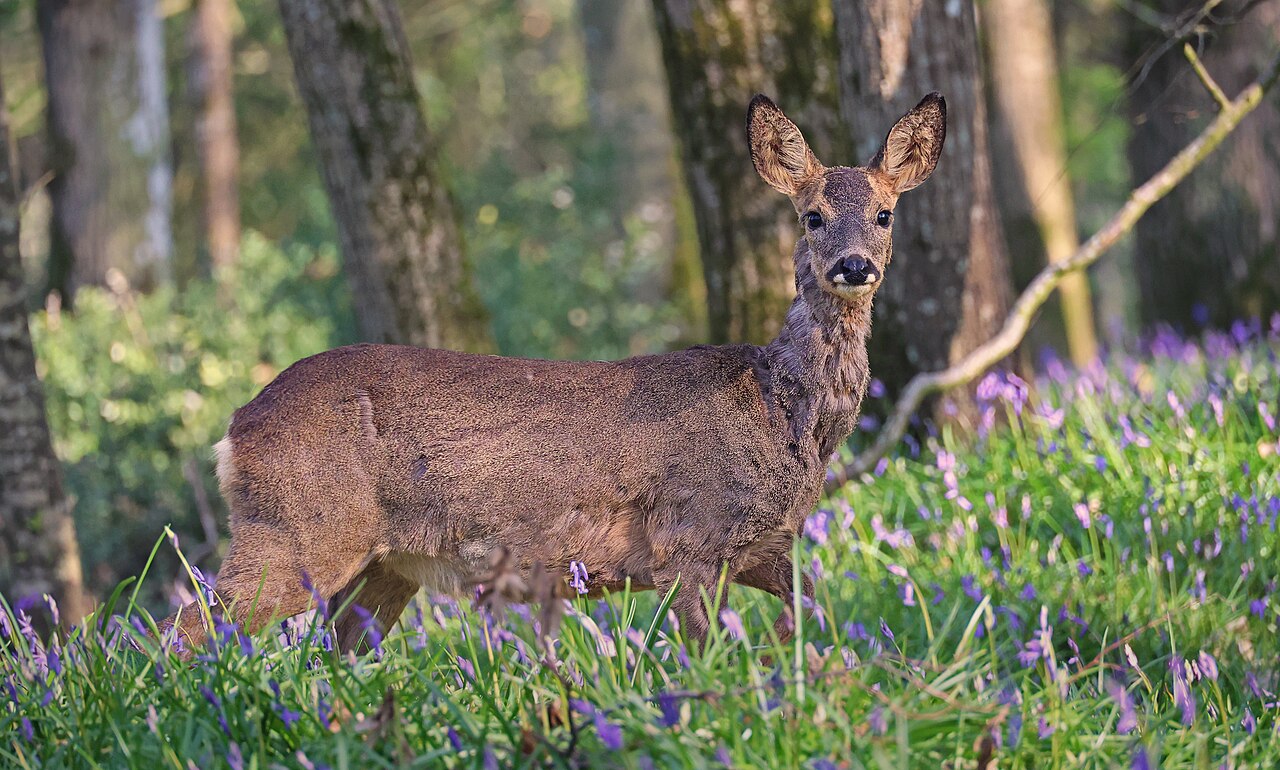Roe Deer, doe in a french broadleaf wood carpeted with bluebells, the habitat where roe deer are most often seen in spring