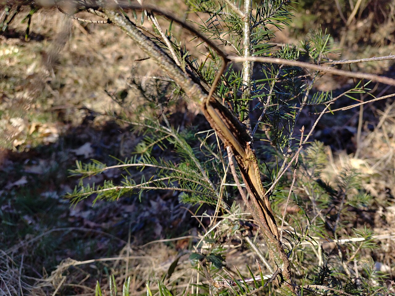 Roe Deer, fraying stock: a sapling whose bark a buck has rubbed away with his antlers, down to the bare wood (near namur, belgium)
