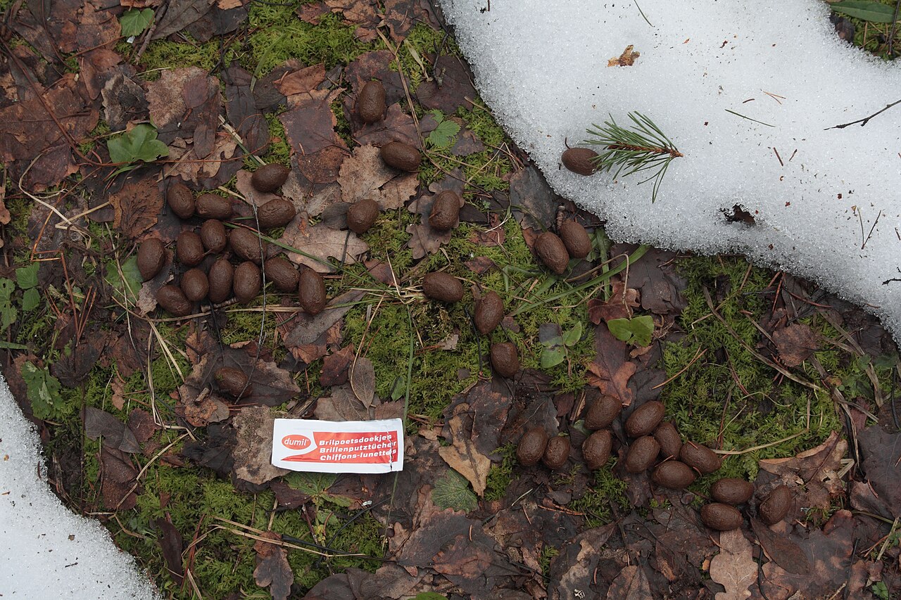 Roe Deer, droppings: glossy black oval pellets, pointed at one end, dropped in a small heap (scale 3.5 by 9 cm; saaremaa, estonia)