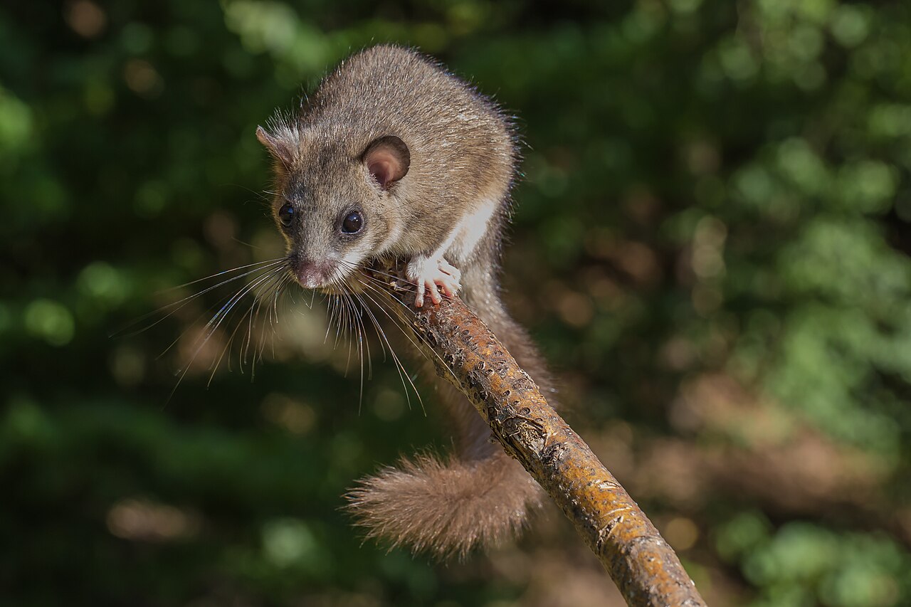 Relmuis (Glis glis)