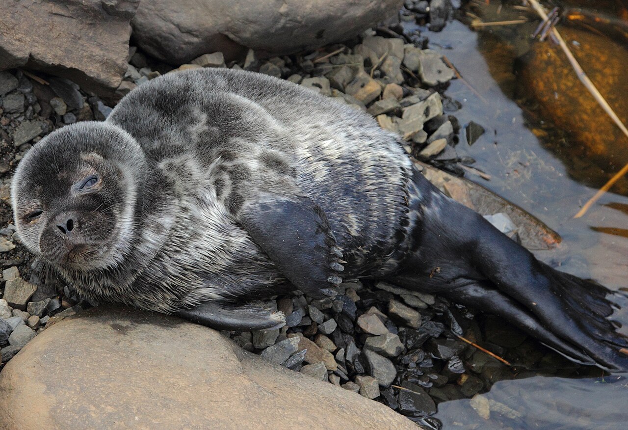 Ringelrob (Pusa hispida)