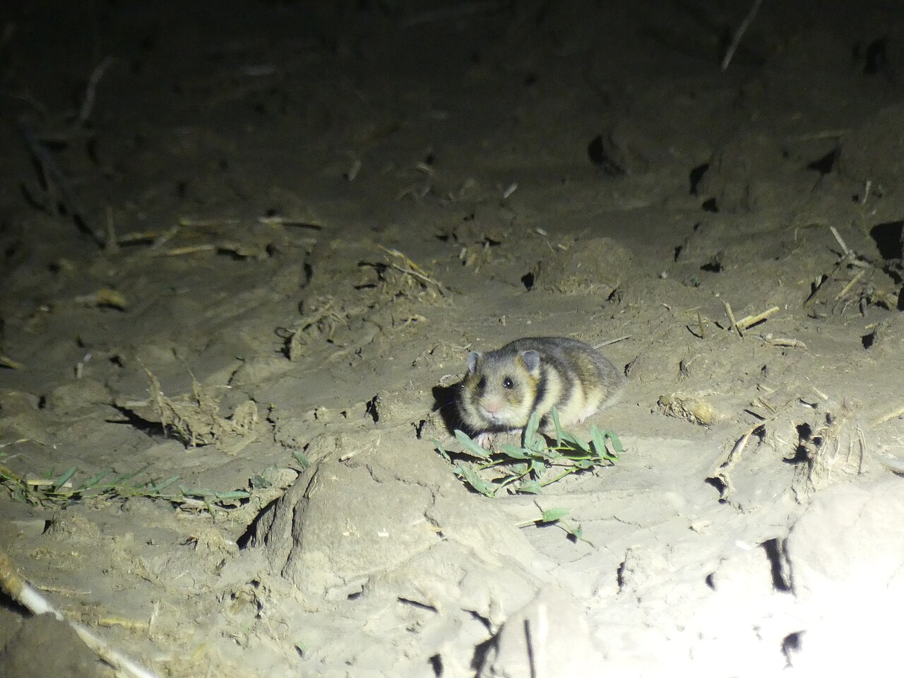 Roemeense hamster, op de opengebarsten, droge grond van de dobroedzjaanse steppe, met resten van uitgedroogde kruiden