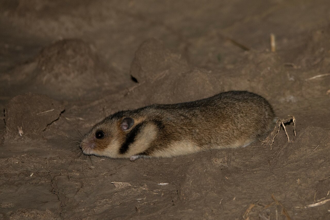 Roemeense hamster (Mesocricetus newtoni)