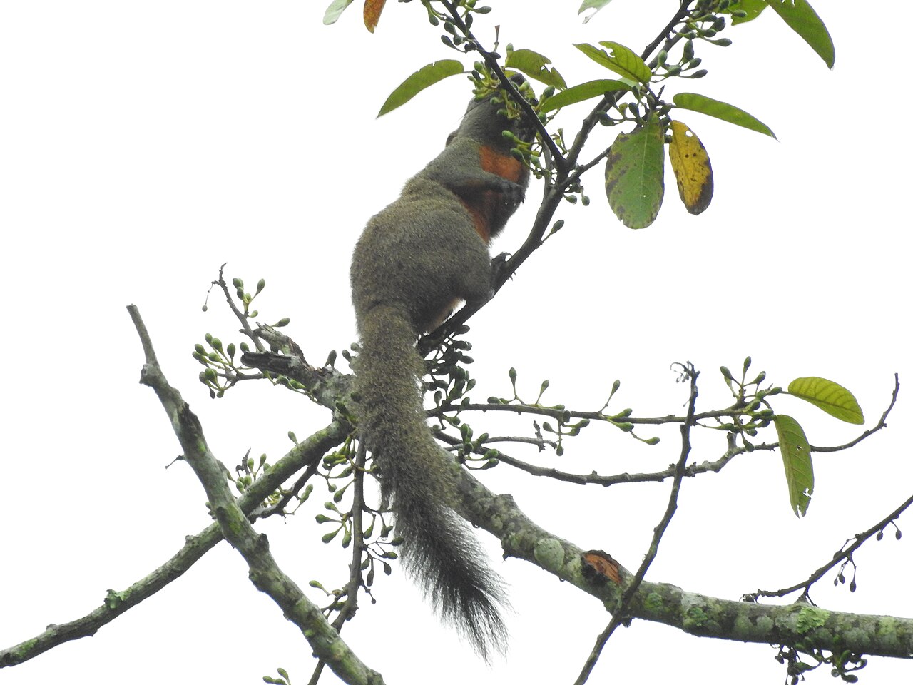 Callosciurus erythraeus, en la copa del bosque de jeypore, en assam (india), dentro del área nativa: visto desde abajo, el vientre castaño contrasta netamente con el flanco gris oliváceo — el color que da nombre a la especie