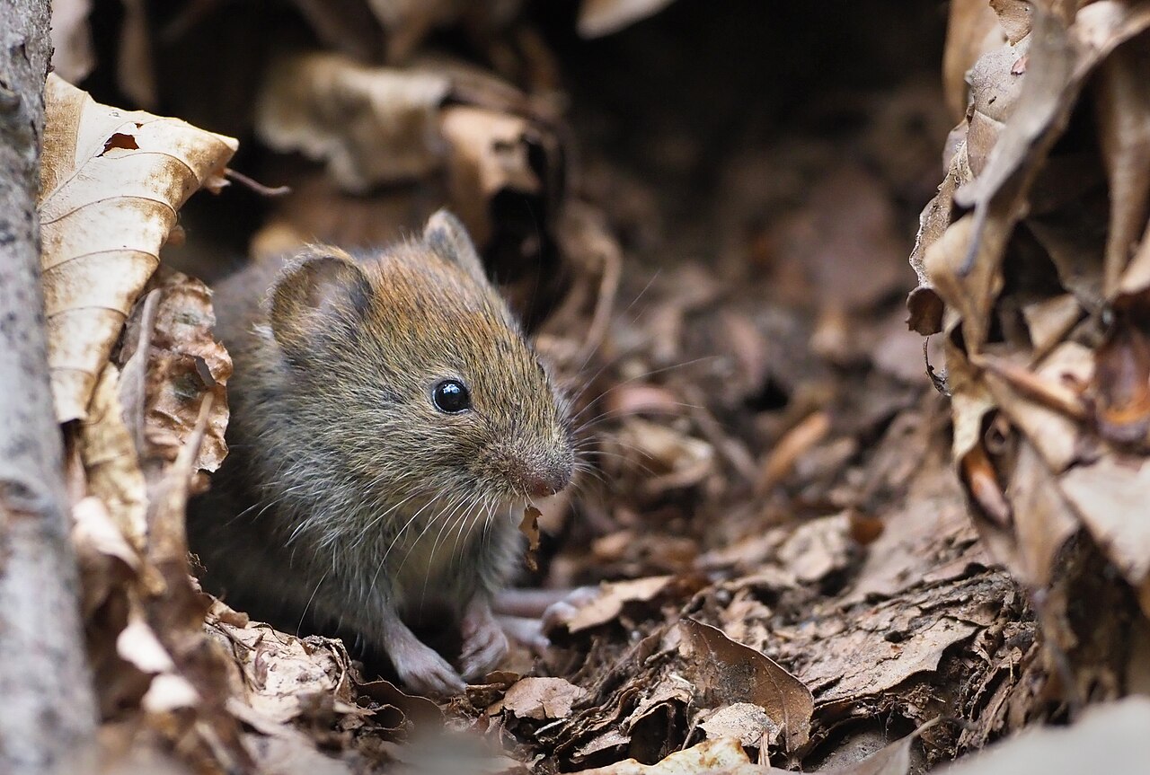 Topillo rojo, cabeza de cerca en la hojarasca de hayas del bosque de soignes: hocico romo, ojo pequeño y una oreja que apenas sobresale del pelaje
