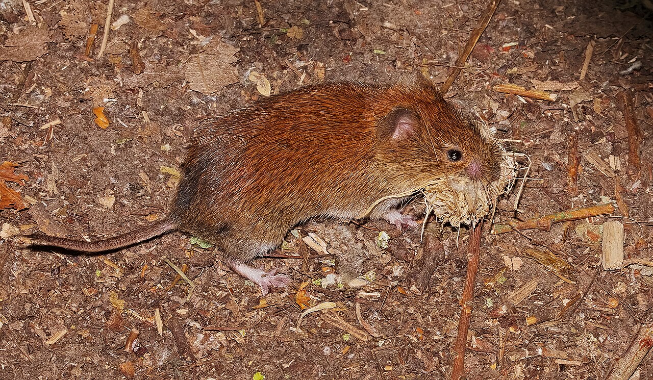 Topillo rojo, en la hojarasca de la reserva de reinheimer teich, hesse; se aprecian bien el dorso castaño y la cola relativamente larga
