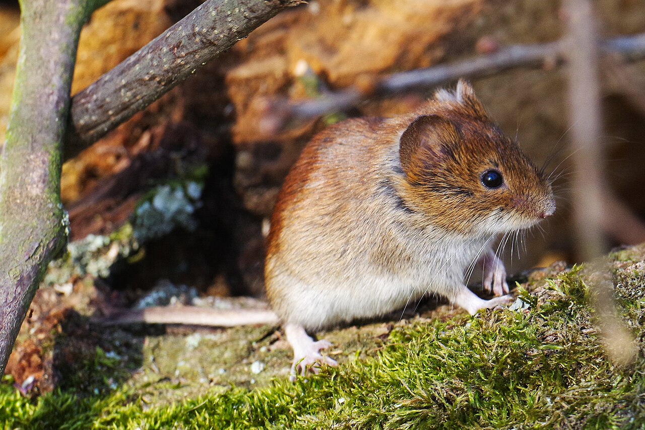 Topillo rojo (Clethrionomys glareolus)