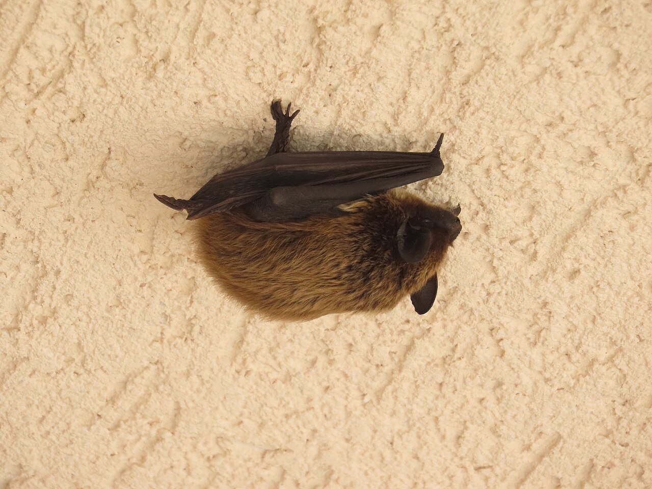 Murciélago Montañero (Hypsugo savii)