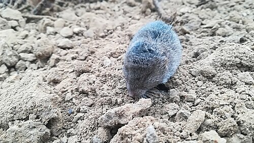 Savi's woelmuis (Microtus savii)