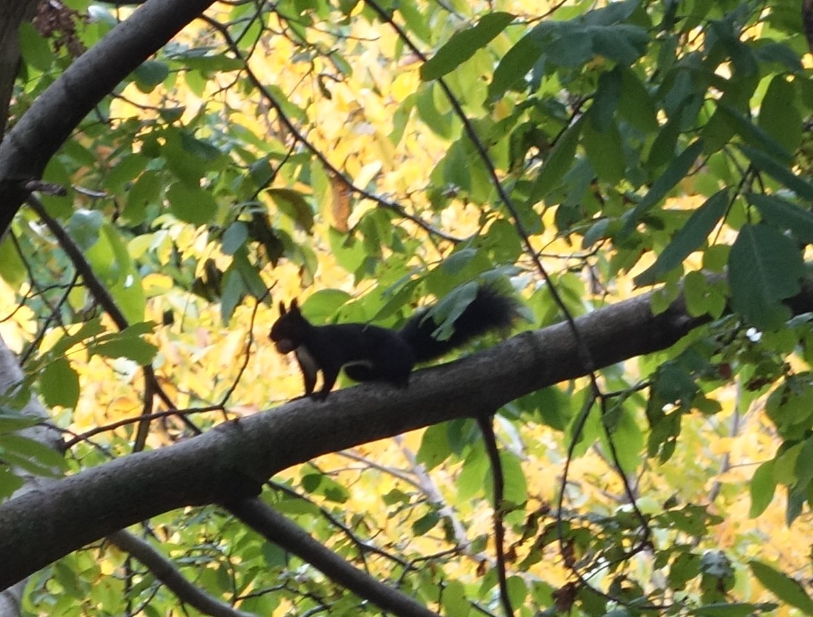 Calabrian Black Squirrel, in the crown of a broadleaved tree in the pollino national park, basilicata, in autumn
