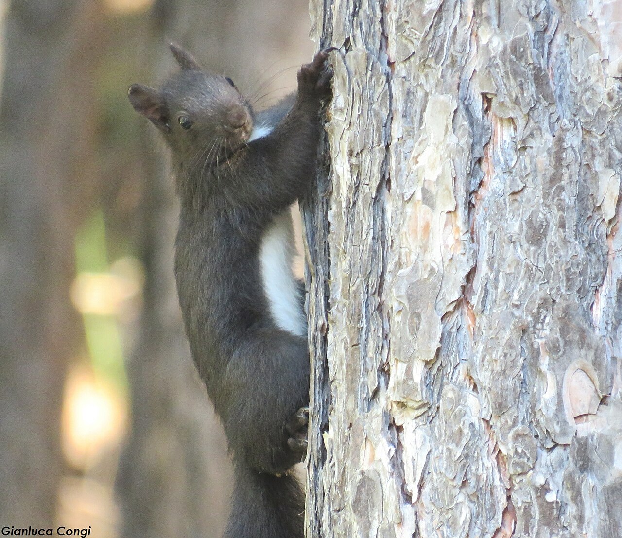 Calabrian Black Squirrel (Sciurus meridionalis)