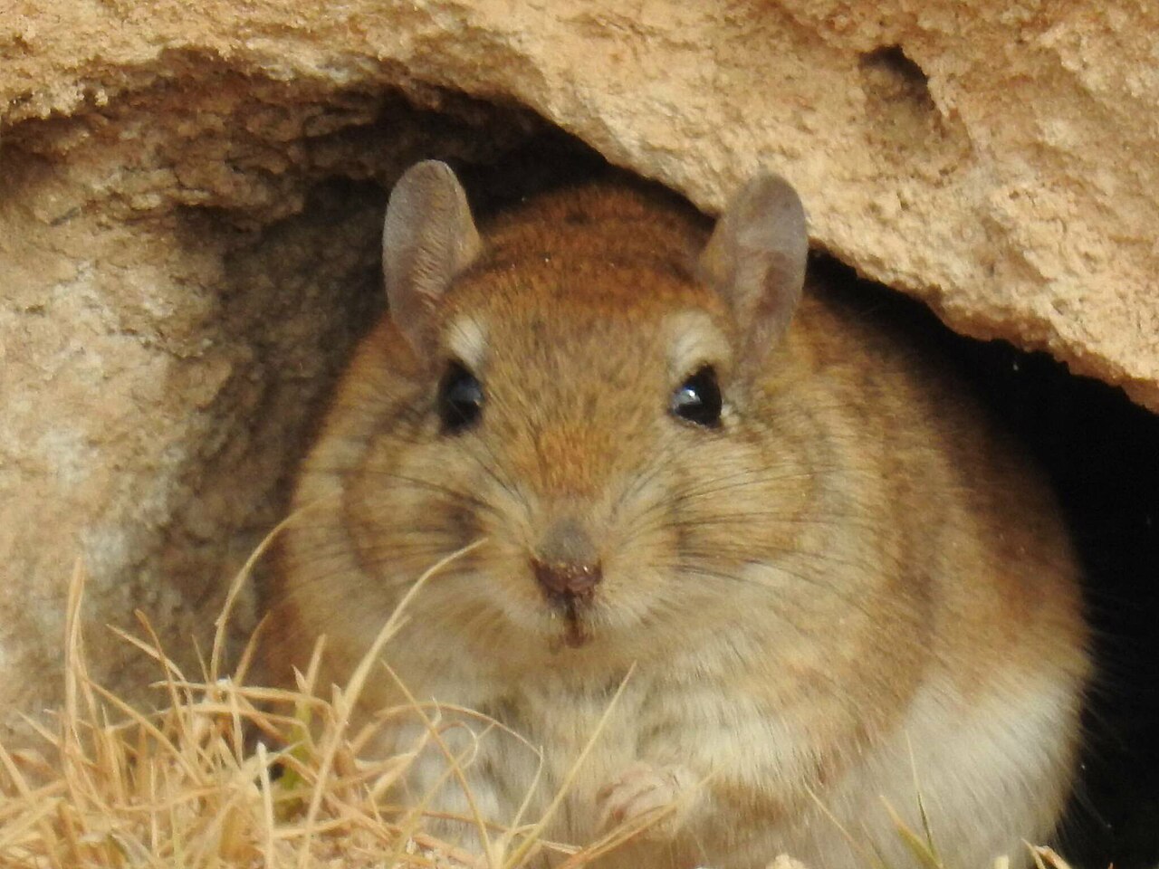 Meriones shawi, cabeza de cerca bajo el reborde volado de una boca de madriguera, argelia; se aprecian bien el hocico ancho y romo, el anillo ocular claro y las orejas medianas y poco pobladas; aquí la determinación descansa en el fotógrafo, que registró la misma especie en otros puntos de argelia