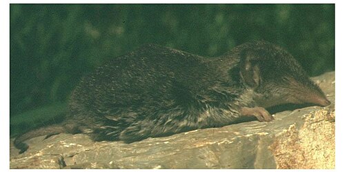 Siciliaanse spitsmuis (Crocidura sicula)