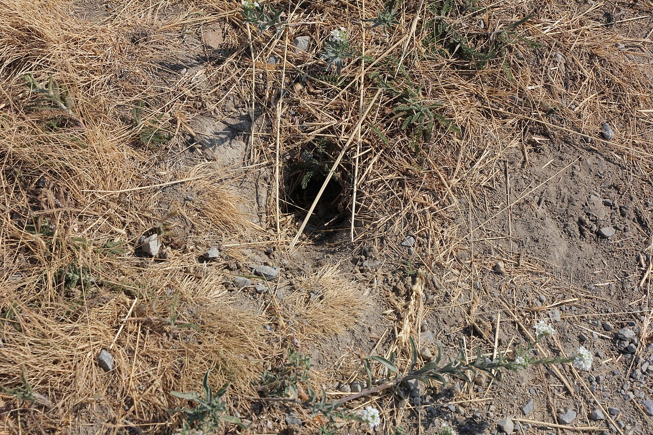 Siesel, holingang in de kortgegraasde zode van de hutweide bij trausdorf, burgenland: een ronde pijp van een kleine tien centimeter, schuin de grond in, met wat uitgeworpen aarde ervoor