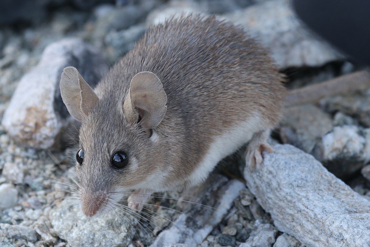 Arabian spiny mouse, head close up: large thin ears, bulging black eye and the white patch below the eye on which the identification rests