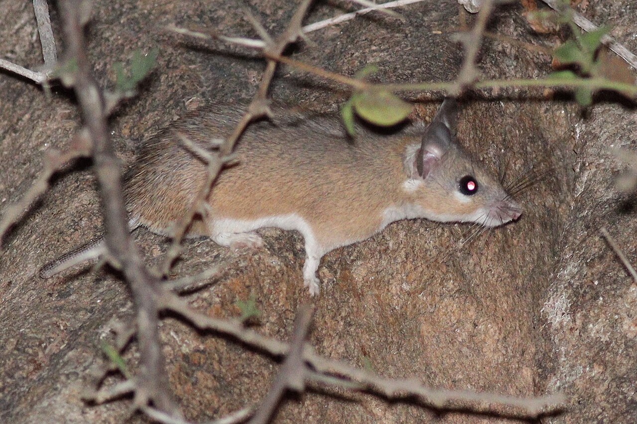 Arabian spiny mouse, at night on a boulder under thorn scrub, saudi arabia — the rocky country in which the species lives all year