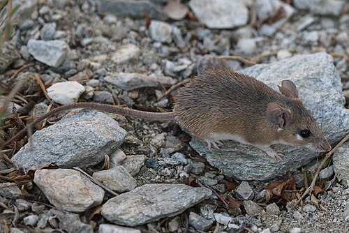 Sinaïstekelmuis (Acomys dimidiatus)