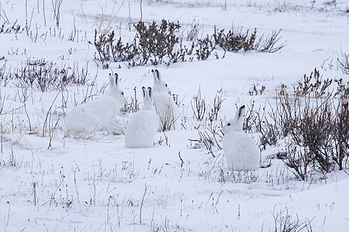 Sneeuwhaas (Lepus timidus)