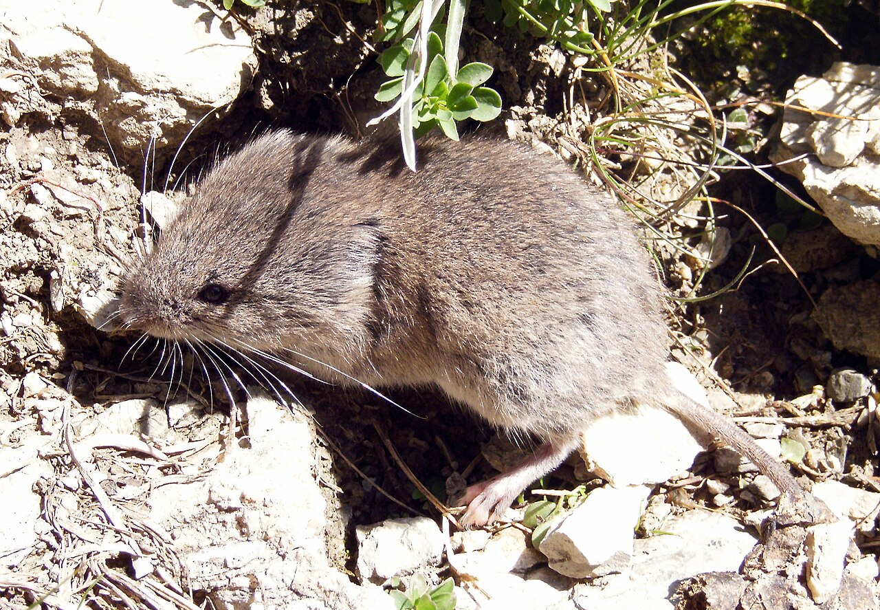 Sneeuwmuis (Chionomys nivalis)