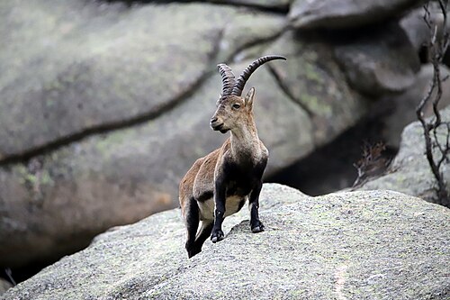 Spaanse steenbok (Capra pyrenaica)