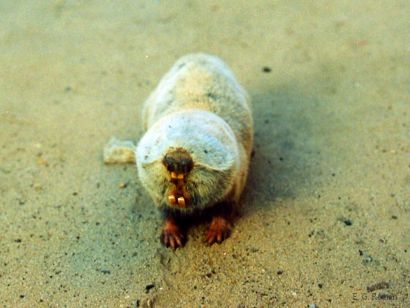 Spalax arenarius, kop van dichtbij, kinburn-schiereiland, 2001: de oranje snijtanden staan buiten de mond en sluiten de lippen erachter af, zodat hij kan graven zonder zand te happen; van ogen en oorschelpen is niets te zien
