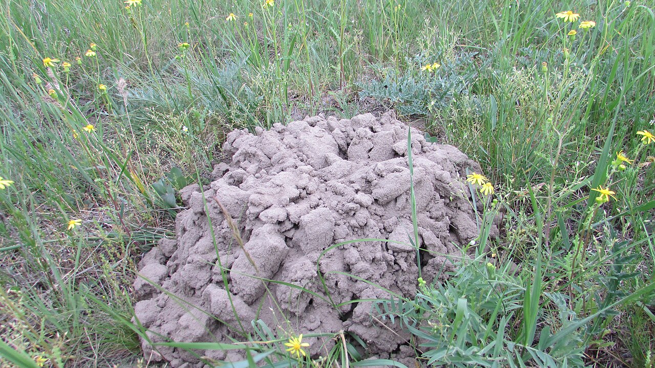 Spalax arenarius, eén verse hoop van dichtbij, nationaal park oleshky-zanden, mei 2021: breed en laagbollend in plaats van kegelvormig, uit grove kluiten opgebouwd en zonder zichtbare gangopening — de gang wordt van binnenuit dichtgestopt. aan de kruidenrijkdom eromheen is te zien dat dit geen stuifzand is maar begroeide zandsteppe