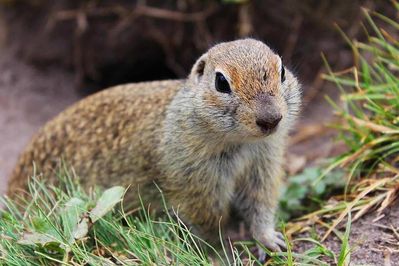 Caucasian Mountain Ground Squirrel, head close up at the burrow mouth, dzhily-su: the rusty crown and eye region, the pale eye-ring and the very small rounded ears