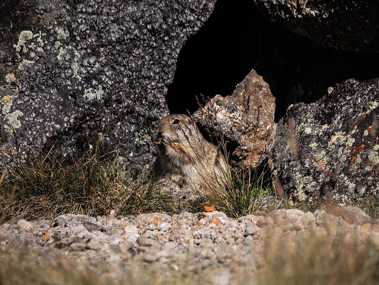 Caucasian Mountain Ground Squirrel, among lichen-covered boulders in the prielbrusye national park, central caucasus — the highest habitat of any european ground squirrel