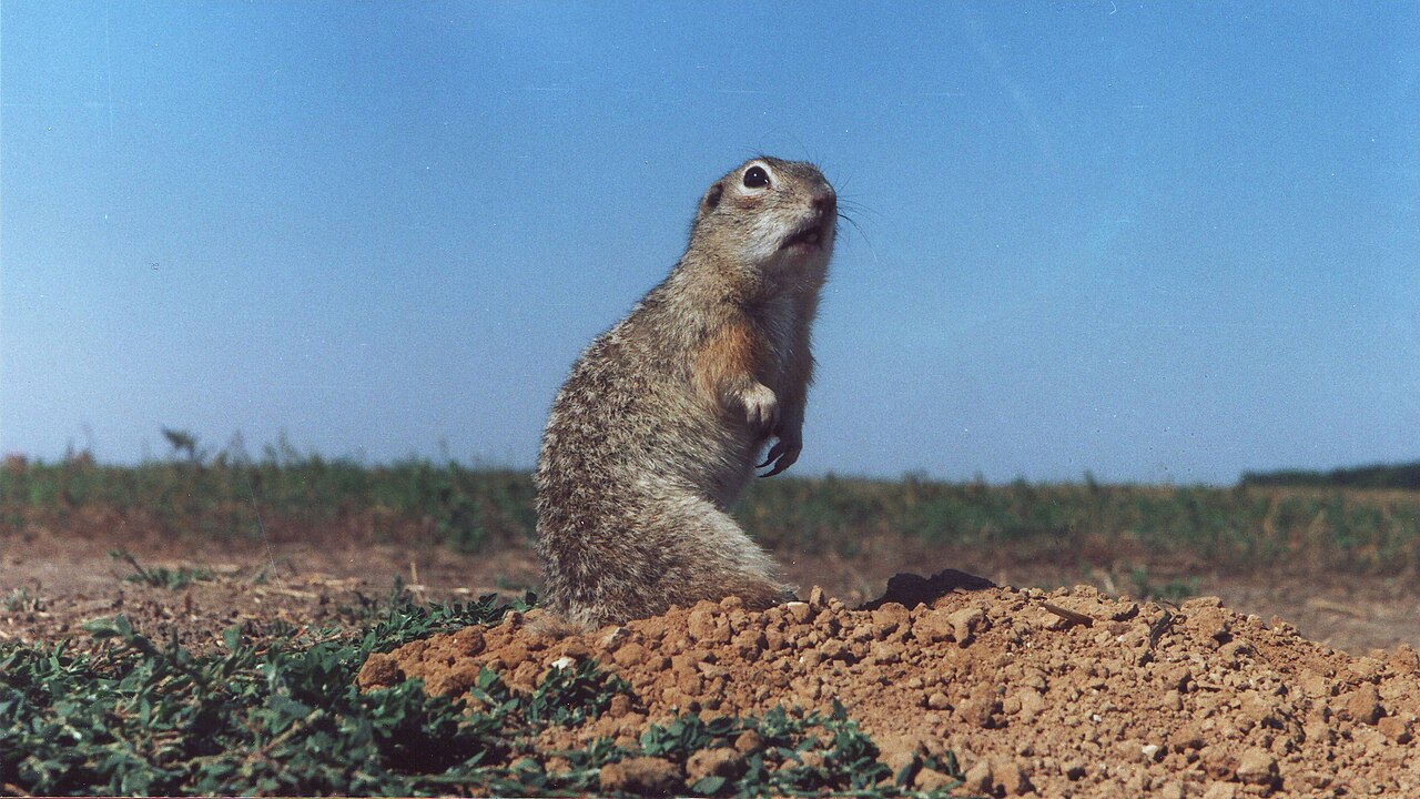 Podolian Ground Squirrel, sentinel on the fresh spoil heap at its own shaft, field edge in odesa oblast — the type region of the species